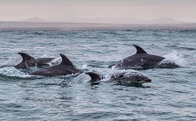 delfines freirina chile