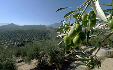 olivos